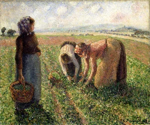 Récolte des Pois, Eragny, 1893