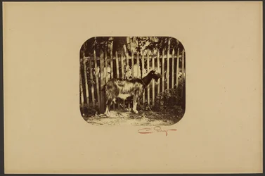 [Chèvre]