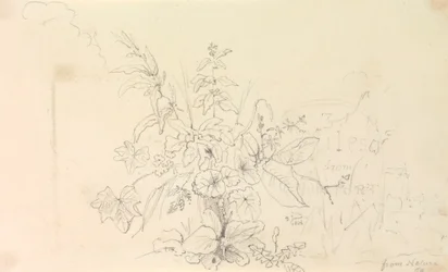 Croquis de plantes et d