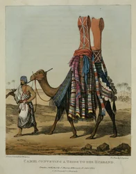 Chameau transportant une mariée à son mari, gravé par Denis Dighton, planche 16 de 