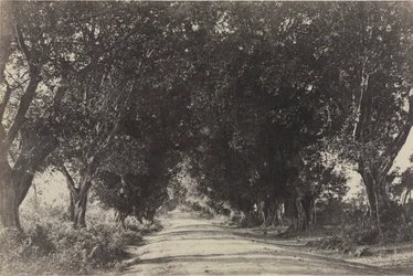 Avenue des Banians, Seringham, Inde