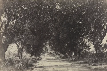 Avenue des banians, Seringham, Inde, 1858