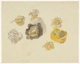 Études de fleurs jaunes