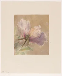 Rose fanée