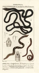 Ver de lacet, Lineus longissimus 1, Borlasia angliae 1, ver à proboscis, Cerebratulus bilineatus 2, Cerebratulus bilineatus 2, ver ruban, Tubulanus polimorphus 3, Tubulanus elegans 4