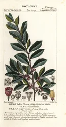 Orme de Chine ou orme à écorce de dentelle, Ulmus parvifolia, Ulmus chinensis, Olmo della China