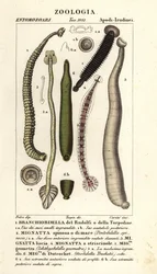 Sangsue de poisson et sangsues d