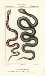Cobra cracheur à collier, Hemachatus haemachatus 1, et fer-de-lance de Martinique, Bothrops lanceolatus 2