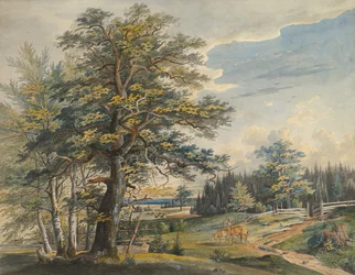 Paysage boisé avec cerf