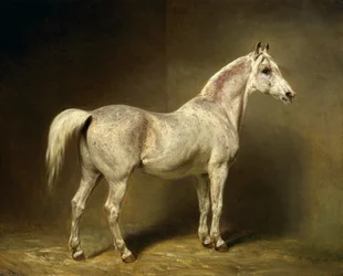 « Beatrice », le cheval de selle arabe blanc de Helmuth Graf von Moltke, 1855