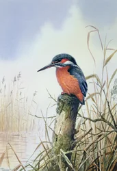 Martin-pêcheur