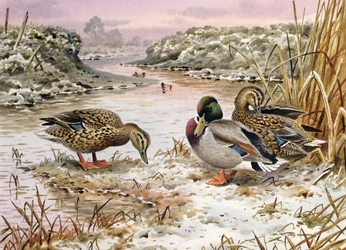 Canards colverts dans un coin tranquille