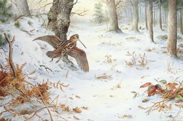 Bécassine dans un paysage boisé