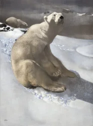 Ours polaire