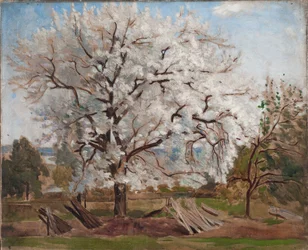 Pommier en fleur