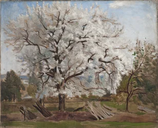 Pommier en fleurs
