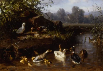 Canards et canetons dans un ruisseau