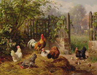 Coq avec poules et poussins