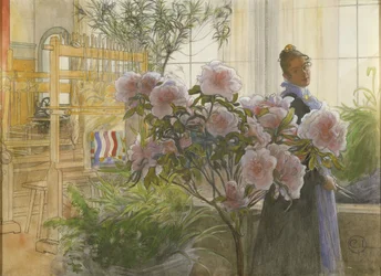 Azalée, 1906
