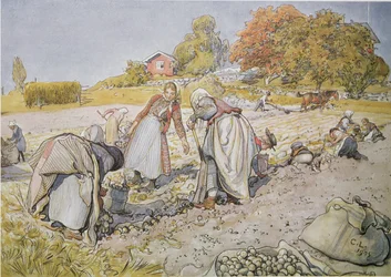 Récolte de pommes de terre