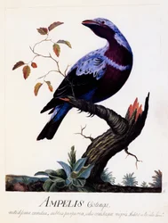 Ampelis cotinga (Cotinga cotinga), Cotinga à poitrine violette, aquarelle