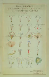 Illustration du système sexuel végétal de Linnean (gravure en couleur)