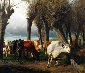 French : Troupeau de bovins sous les saules têtards.