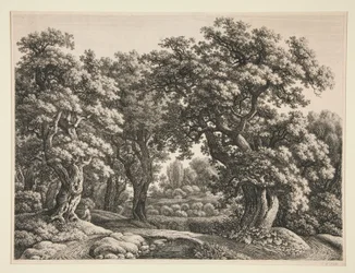 Paysage forestier