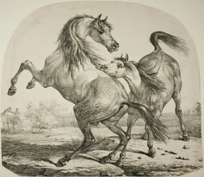 Chevaux sauvages se battant