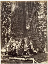 Base du Grizzly Géant, du Livre de Yosemite : Une Description de la Vallée de Yosemite et de la Région Adjacente de la Sierra Nevada, et des Grands Arbres de Californie, par Josiah Dwight Whitney (1819