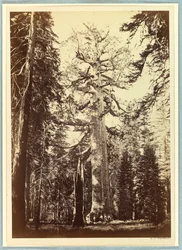 Le Géant Grizzly, Mariposa Grove, Yosemite