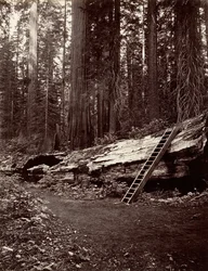 Père de la Forêt, 1865-66, imprimé vers 1876