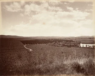 Vignoble du lac et orangeraie, Los Angeles