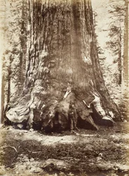 Section du Grizzly Giant avec Galen Clark, Mariposa Grove, Yosemite, 1865-66
