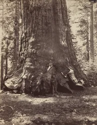 Section du Grizzly Giant avec Galen Clark, Mariposa Grove, Yosemite, 1865-66, imprimé vers 1876