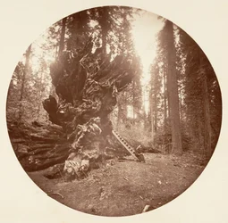 Le Père de la Forêt - Le Côté Cheval. Calaveras Grove