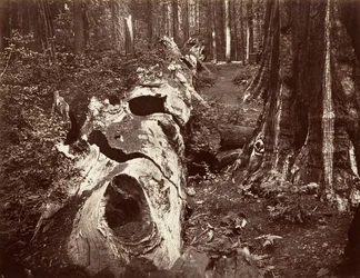 Le Père de la Forêt, circonférence de 112 pieds, Calaveras Grove, 1865-66, imprimé vers 1876