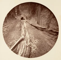 Le Père de la Forêt 450 pieds de long, C. Grove, vers 1878