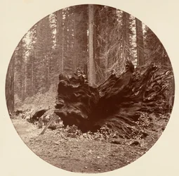 Le Père de la Forêt 450 ft C. Grove, vers 1878
