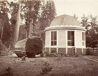 La Maison Construite sur la Souche d