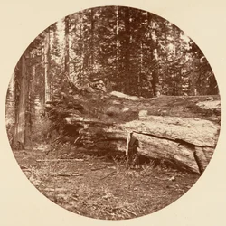 La cabane des mineurs - Calaveras Grove, vers 1878