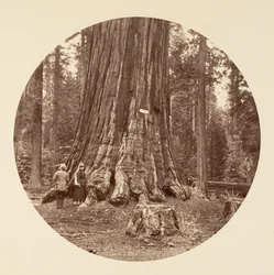 La Fierté de la Forêt - Calaveras Grove, vers 1878