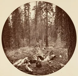 [Parc national de Yosemite, Californie], vers 1878