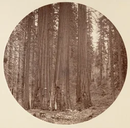 [Parc national de Yosemite, Californie], vers 1878