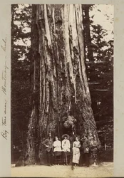 Grands arbres près de Monteray [sic] - Cal.