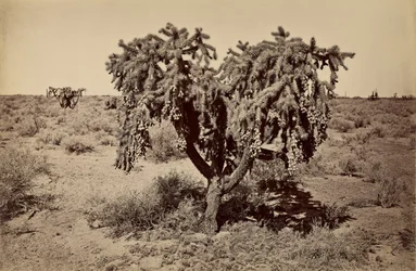 [Cactus, désert de l
