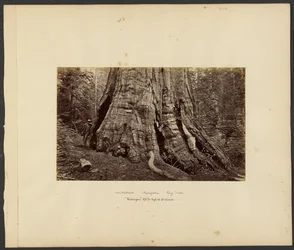 [Californie - Grands arbres de Mariposa, "Washington", hauteur de 10 m, circonférence de 10 m].