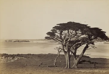 Vue de la côte près de Monterey