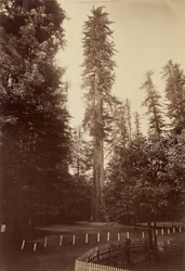 Séquoia géant, Santa Cruz