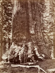 Grizzly Giant Diamètre 33 Ft. Mariposa Grove